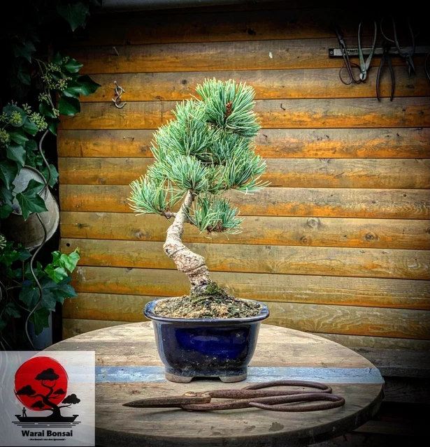 Semi Di Pino Rosso Giapponese, Pinus Densiflora - Bonsai Del Mercato - Foto 3