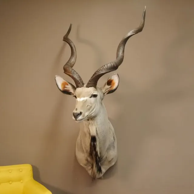 Kudu Kopf Präparat Antilope Afrika Kopfpräparat Hornlänge 115 cm taxidermy 2