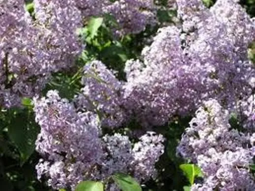 Lilac Bush Old Fashion Purple 3 To 4 Years Old 24 To 36 Inches