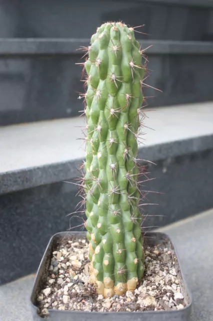 Tricho thelogonus Kaktus Kakteen no Echinopsis Hybride