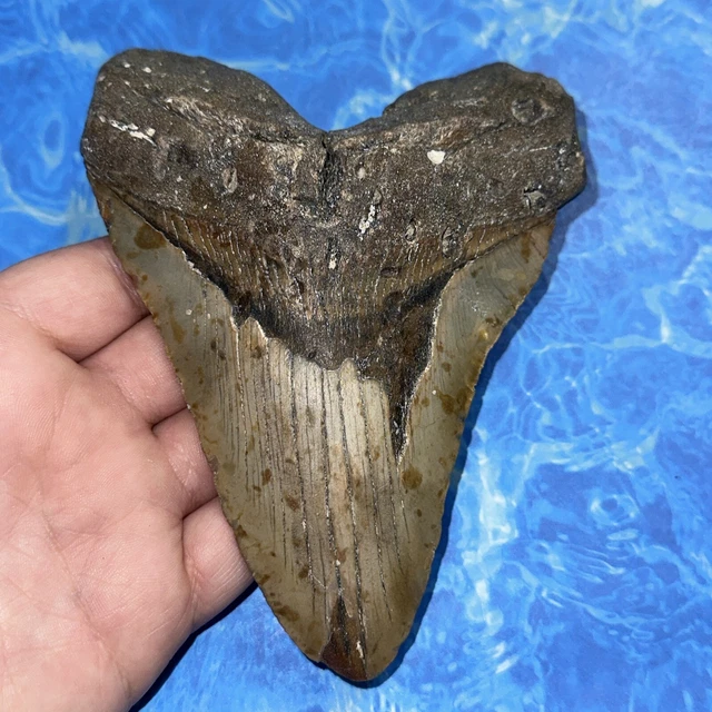 Megalodon Shark Tooth 5.63” Huge Teeth Big Meg Scuba Diver Direct Fossil Nc 8109