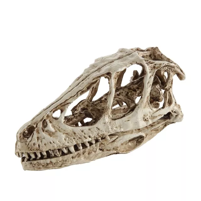 Insegnamento Modello Dinosauro Teschio Velociraptor Fossil Resina