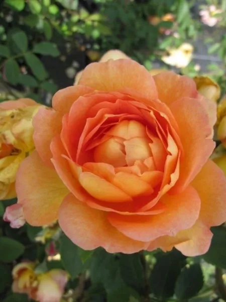 Rosa Lady of Shalott ® Synonym Ausnyson ® - Englische Rose - Austin-Rose