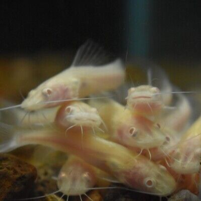 Live Albino Asian Redtail Catfish (2-2.5" Rare Aquarium Fish) *PLS READ DESCR*