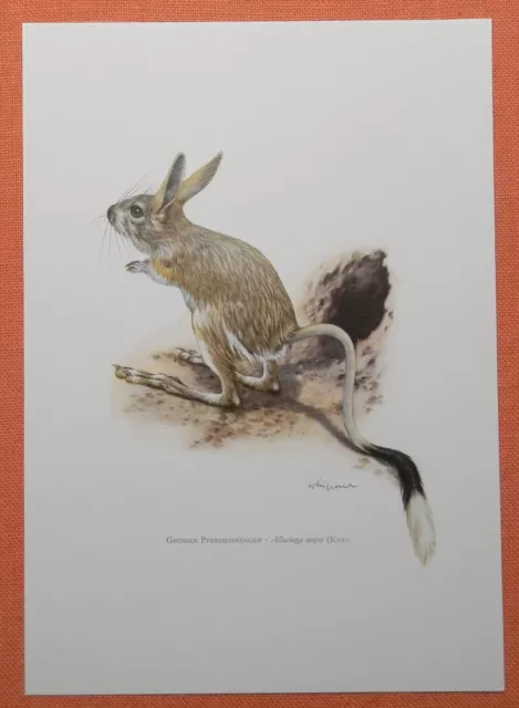 Großer Pferdespringer Allactaga major  Springmaus Maus  Farbdruck 1958 Zoologie