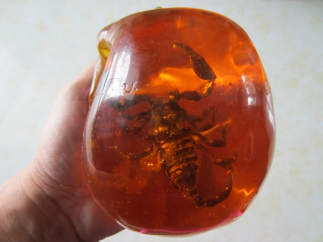 5.7" Old Burmese Amber scorpion Carved Crystal Skull, Realistic, Crystal Healin