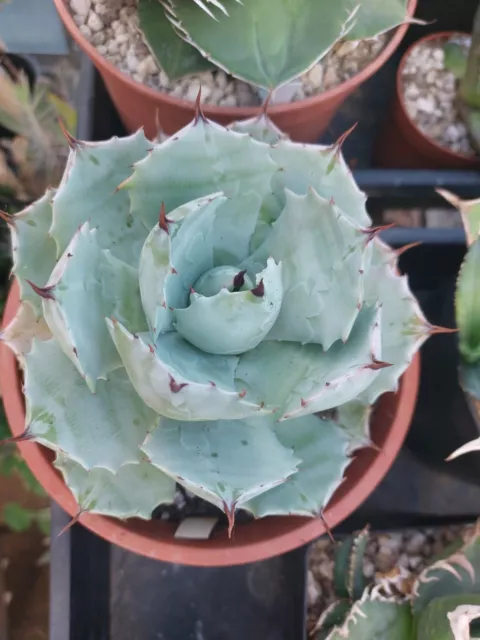 Agave Potatorum White Candy Rare