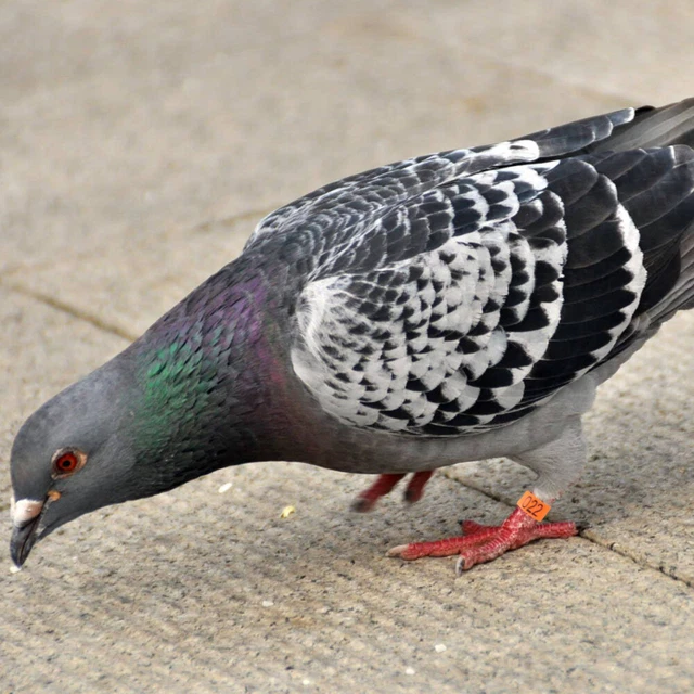 100 PIEZAS Anillos de pollo Anillos de pie de paloma Baqueta Loro Juguete de pollo Juguete