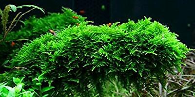 Christmas Moss Live Aquarium Plant Vesicularia Montagne BUY 2 GET 1 FREE ✅ 2