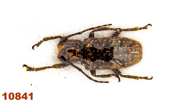 Cerambycidae: Lamiinae sp.  A2, 8 mm, 1 pc