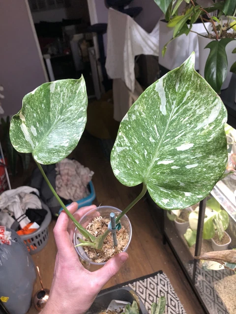 monstera deliciosa panaschiert kaufen Monstera Deliciosa Albo variegata