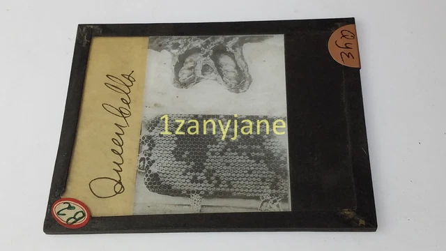 QYE Glass Magic Lantern Slide Photo B2 QUEEN CELLS