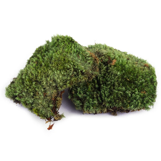 2X 10*8CM Naturaleza Seca Decoos Jardín Micropaisaje Miniatura Dry Moss Ato