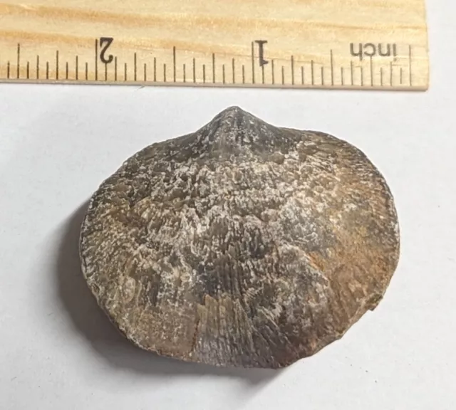 350 Million year old Devonian age Atrypa BRACHIOPOD Fossil From Morocco (F5586)