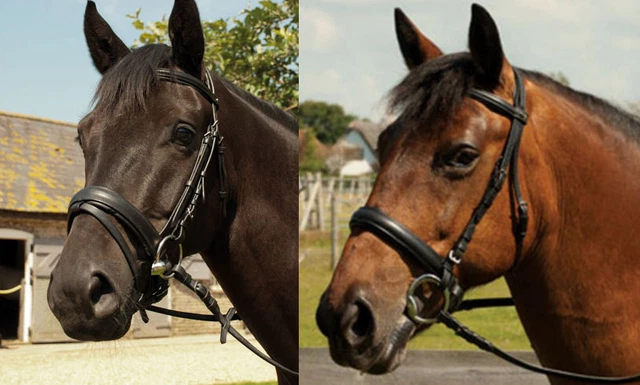 HERITAGE PADDED ENGLISH Leather Comfort Bridle Pony, Cob, Full £47.99