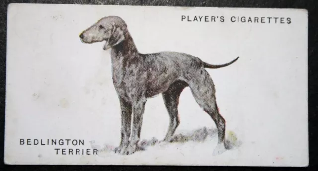 BEDLINGTON TERRIER   Vintage 1930's Illustrated Dog Card  WC09M