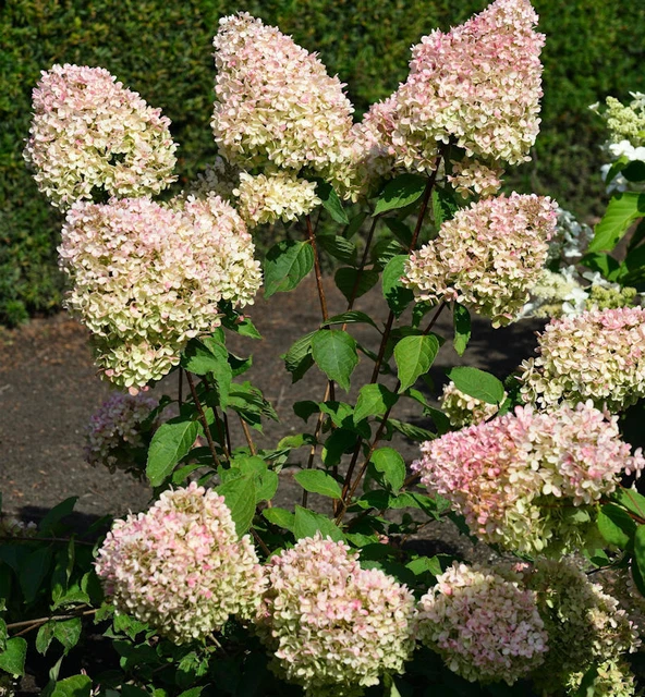 Rispenhortensie Hochstamm Kaufen