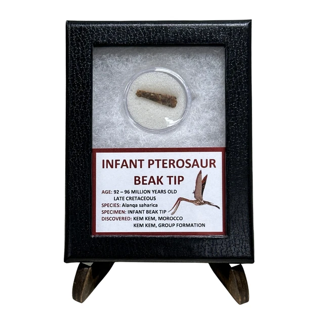 Infant Pterosaur Beak Tip