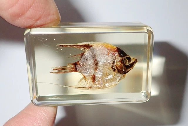 ANGEL FISH Pterophyllum scalare in Amber clear Paperweight Education Specimen