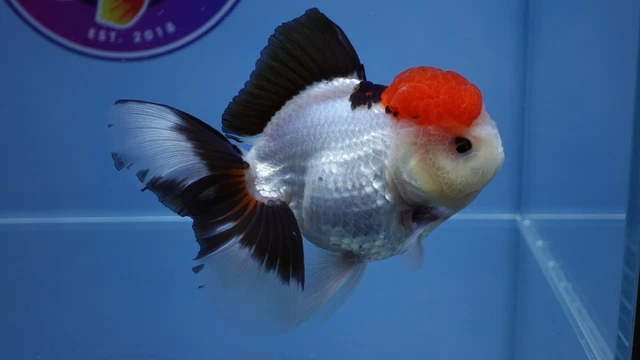 Live Fancy Goldfish Tricolor Rosetail Oranda Male