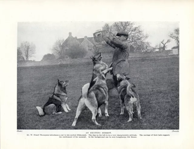 Norwegian Elkhound Named Owner And Dogs Old Original Dog Print Page From 1934