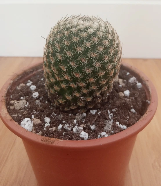 MAMMILLARIA SUPERTEXTA CACTUS 10.80 - PicClick UK