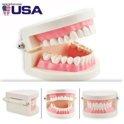 Dental Teaching Model- Realistic Teeth  Pink Gums for Dentists/Students