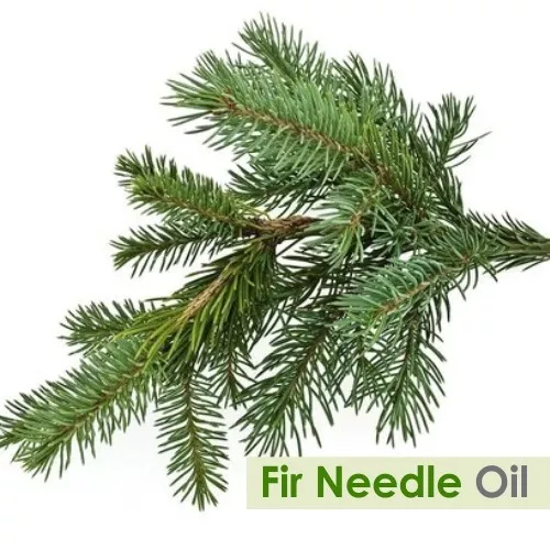 Sapin Aiguille (Abies Holophylla) 100% Naturel Huile Essentielle 10ml -500ml] 2