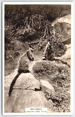 Wallabies Postcard Jenolan Caves NSW Australia RPPC Cute Joey 1939