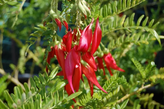 PARROT BEAK SEEDS Clianthus Puniceus Kaka Beak Flowering £3.07 - PicClick UK