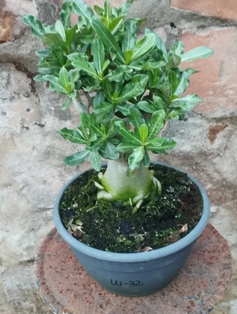 Adenium Obesum Variegata