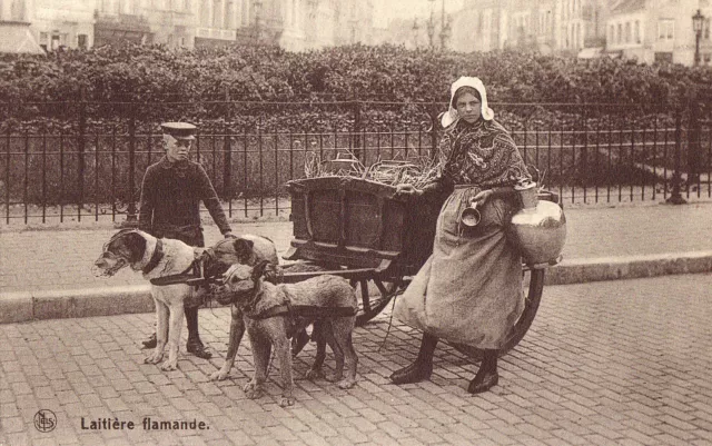 CPA - BELGIQUE - Attelage de chiens - Laitière flamande.