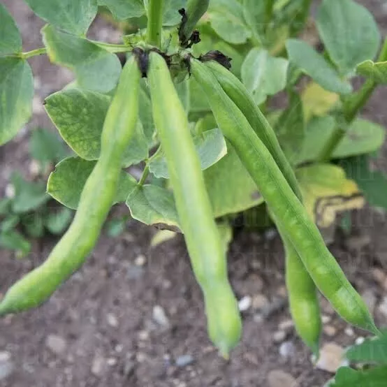 BROAD BEAN 'Aquadulce' - 15 Seeds - Tasmanian Seller