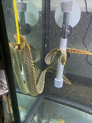 Tiger Moray Live Eels Fish (Gymnothorax Polyuranodon) SIZE XL 22"+ 