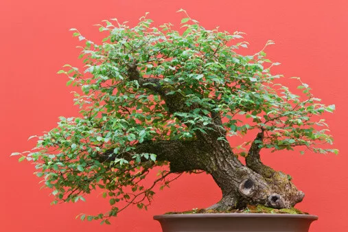 Zelkova serrata (Japanese Grey Bark Elm) - 20 seeds