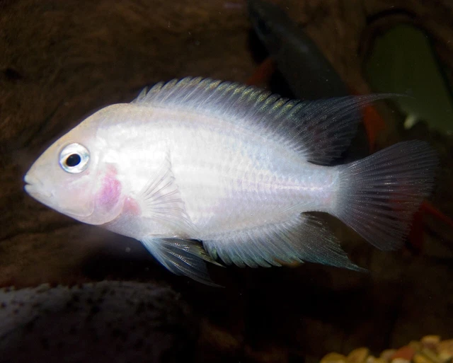 4 Pink Convict Cichlid