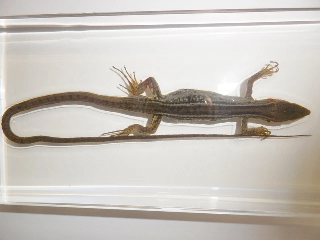 Asian Grass Lizard in Clear Resin Block Learning Animal Specimen T413