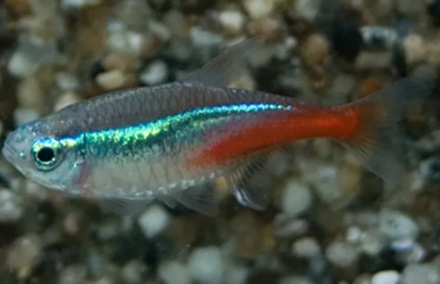 12, 24, 36, 100 Neon Tetra (Medium size) Mesmerizing Vibrant Live Fish for your
