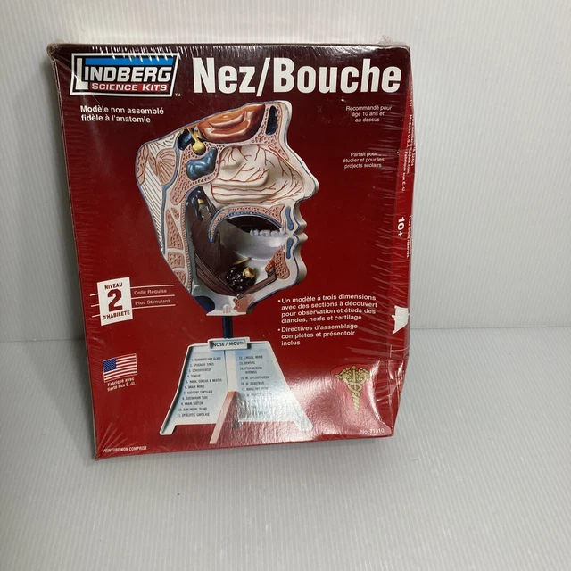 LINDBERG SCIENCE PLASTIC Nose Mouth Human Anatomy Anatomical 3D Model Kit £24.19 PicClick UK