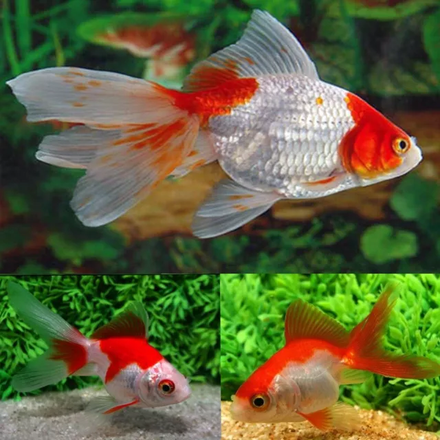 2" - 3.5" MEDIUM Red White Fantail Goldfish Live Fish for Pond *FREE SHIPPING*