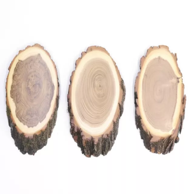 3 Pieza Escudo de Trofeo Acacia Af 17 CM Muy Pequeño Corzo Cornamenta Baumschild