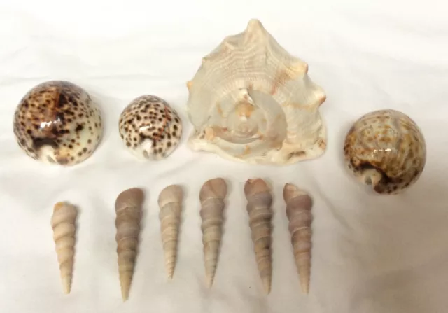 10 Sea Shells - 1 Helmet Conch, 6 Turritella & 3 Tiger Cowrie
