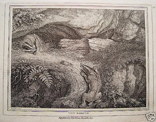 Dachs Jagd Jäger Höhle echter alter Kupferstich 1799