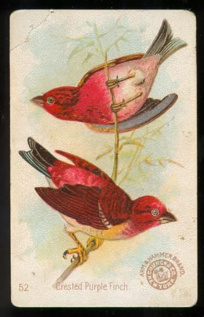 CRESTED PURPLE FINCH Bird Card 1896 Arm & Hammer Soda J2 Church