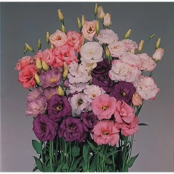 Lisianthus Echo Series Mixed F1 Flower Seeds