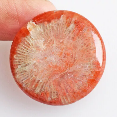 33 Cts Natural American Red Horn Coral Loose Gemstone Round Cabochon 2