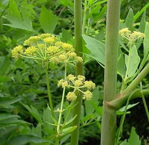 Levisticum Officinale - Lovage (800 Seeds) Perennial Herb!