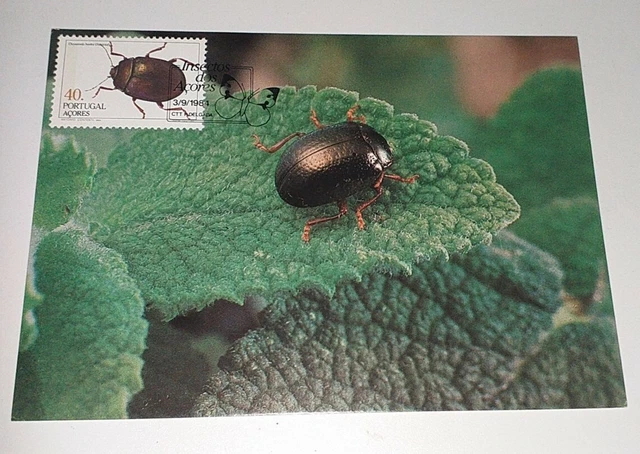 INSECTOS DOS ACORES Käfer Tier Postkarte Maximumkarte ?Tierpostkarte ...