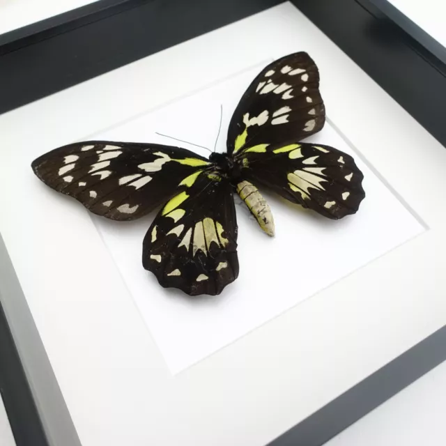 Ornithoptera Victoriae, Queen Victoria's butterfly, female, framed 8" x 8" 3
