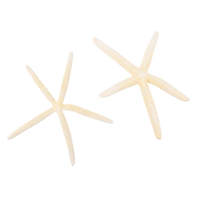 2 pz stelle marine naturali a cinque dita anno? Decorazioni decorazione oceano